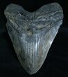 Large Megalodon Tooth #6064-1